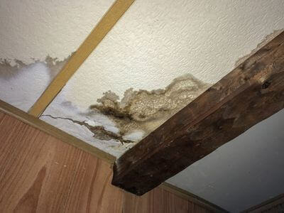 Professional mold removal services in Edmonds